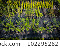 aerial botanical garden 102295282