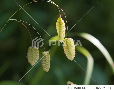 Madder beetle 102295424