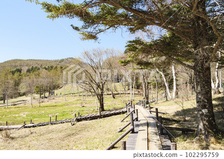 Nyukasa Wetland on Mt. Nyukasa in Fujimi-cho, Suwa-gun, Nagano Prefecture (spring) 102295759