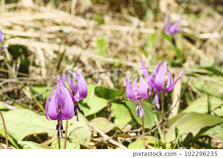 長野縣諏訪郡富士見町入笠山上的狗牙紫羅蘭花（春季） 102296235