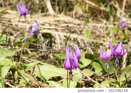 長野縣諏訪郡富士見町入笠山上的狗牙紫羅蘭花（春季） 102296236