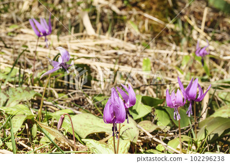 Dogtooth violet flowers on Mount Nyukasa in Fujimi-cho, Suwa-gun, Nagano Prefecture (spring) 102296238