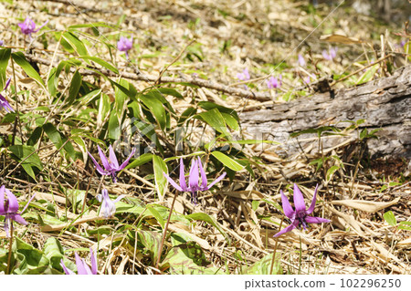 Dogtooth violet flowers on Mount Nyukasa in Fujimi-cho, Suwa-gun, Nagano Prefecture (spring) Dogtooth violet flowers on Mount Nyukasa in Fujimi-cho, Suwa-gun, Nagano Prefecture (spring) 102296250