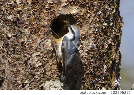 Nuthatch and its burrow 102296255