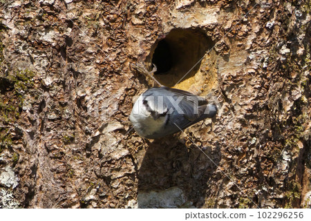 Nuthatch and its burrow Nuthatch and its burrow 102296256