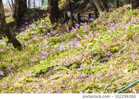 長野縣諏訪郡富士見町入笠山上的狗牙紫羅蘭花（春季） 102296268