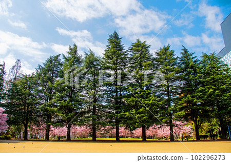 仙台之春，樹木之城 錦町公園的小緋官櫻 102296273
