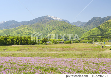 Spring in Hakushu, Hokuto City, Yamanashi Prefecture (Rice fields, Southern Alps, Astragalus, snow cap) 102296325