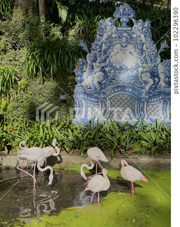 Flamingos in the park in the pond 102296390