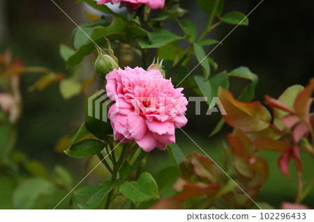 Rose Fragonard Rose Fragonard 102296433