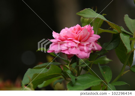 Fragonard rose online