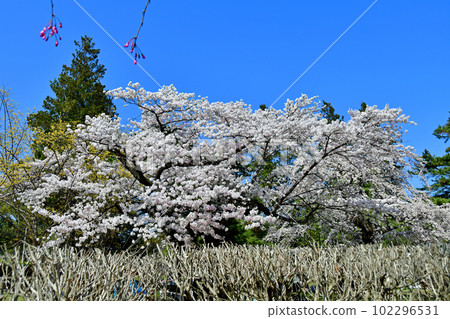樹木之都仙台的春天 杜鵑花之丘公園的櫻花 樹木之都仙台的春天 杜鵑花之丘公園的櫻花 102296531