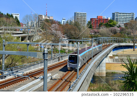 Spring in Sendai, the city of trees Cherry blossoms along the Hirose River 102296535