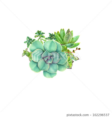 Set of succulent on an isolated white background, hand drawing, botanical painting for design, print, watercolor illustration. 102296537