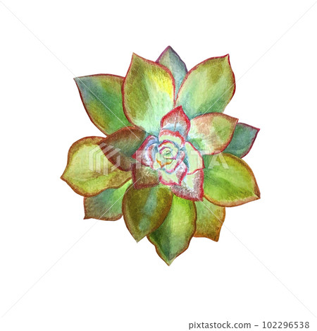 Succulent echiveria. Watercolor illustration on an isolated white background, hand drawing, botanical painting for design, print. Succulent echiveria. Watercolor illustration on an isolated white background, hand drawing, botanical painting for design, print. 102296538