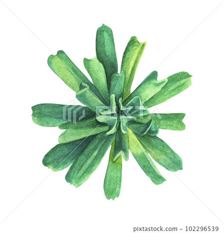 Succulent echiveria. Watercolor illustration on an isolated white background, hand drawing, botanical painting for design, print. 102296539
