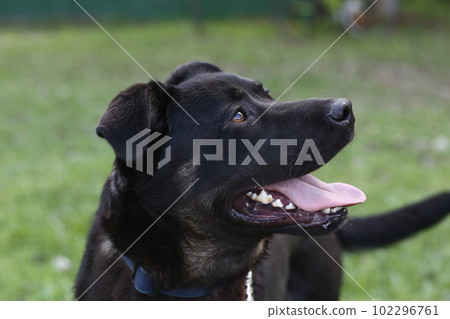 black dog closeup portrait on green grass background 102296761