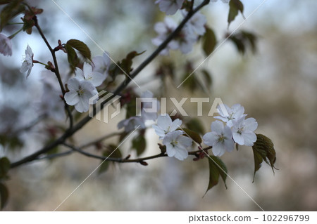 blooming sakura tree close up photo in city Japanese park 102296799