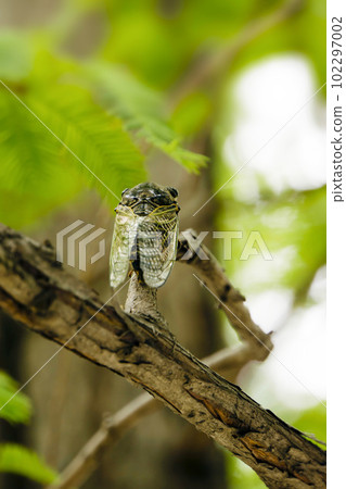Cicada Cicada 夏天的傳統 102297002