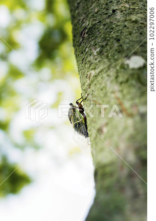Cicada Cicada 夏天的傳統 Cicada Cicada 夏天的傳統 102297006