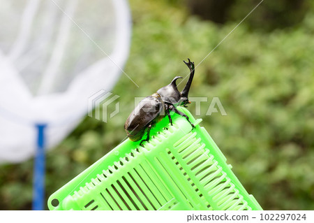 Collecting insects A summer tradition 102297024