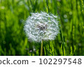 Dandelion fluff 102297548