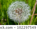 Fluff 102297549