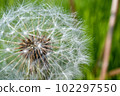 Fluff 102297550