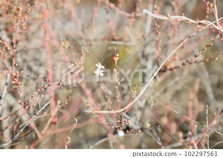 柳花初開 柳花初開 102297561