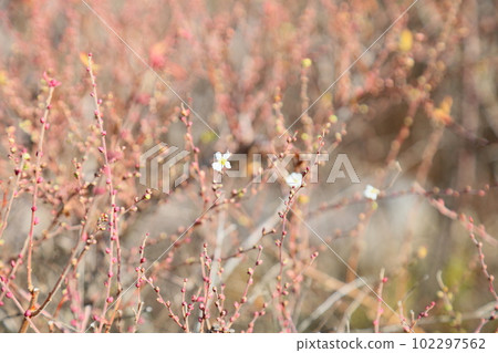 柳花初開 柳花初開 102297562