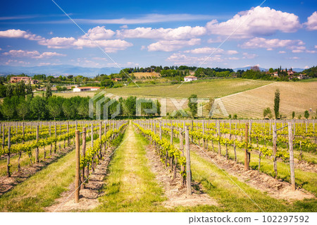 Vinneyard in Tuscany at spring Vinneyard in Tuscany at spring 102297592