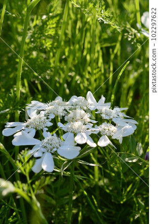 Orrea grandiflora (Orlaya) Orrea grandiflora (Orlaya) 102297622