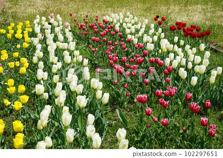 Service area tulips Service area tulips 102297651