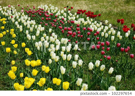 服務區鬱金香 服務區鬱金香 102297654