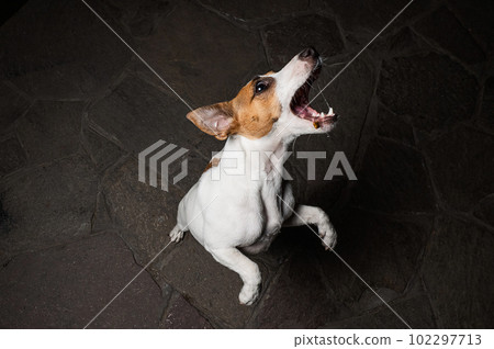 Funny Jack Russell Terrier dog catches dry food on the fly. Funny Jack Russell Terrier dog catches dry food on the fly. 102297713