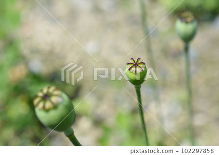 Wild poppy fruit 102297858