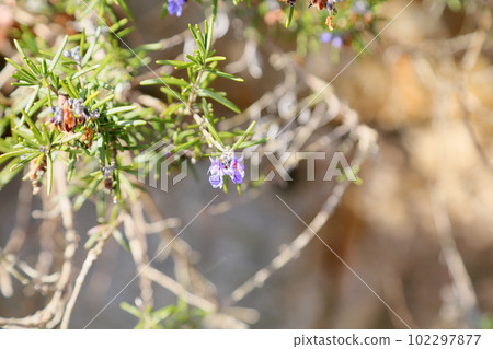 Rosemary Flower 102297877
