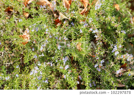 Rosemary Flower Rosemary Flower 102297878