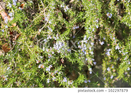 Rosemary Flower 102297879