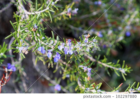 Rosemary Flower Rosemary Flower 102297880