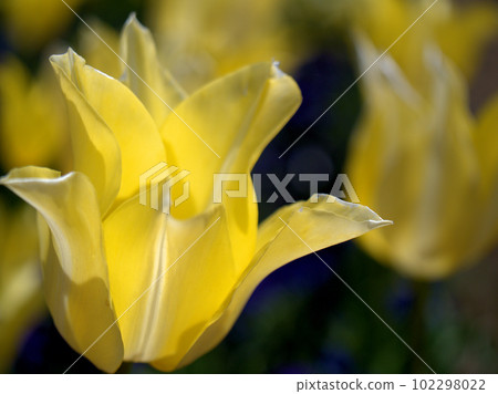 Yellow tulip flowers blooming in April "Ballad Gold" 102298022
