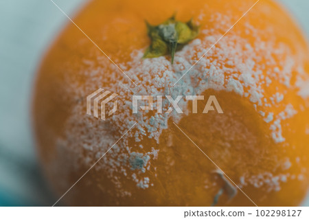 爛橘子 102298127