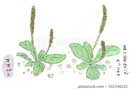 Wild grass from spring to early summer, watercolor illustration of ears of plantain 102298202