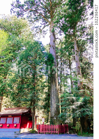 Hakone Shrine Yasusansugi (vertical) 102298417