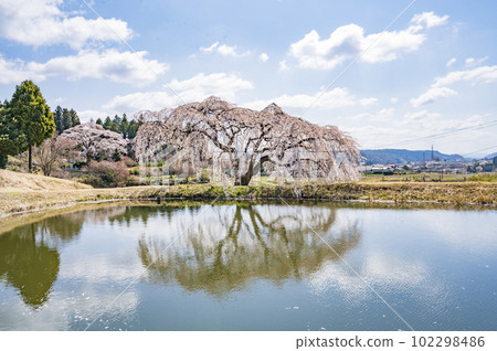 Fukushima Hanazono Weeping Cherry Fukushima Hanazono Weeping Cherry 102298486