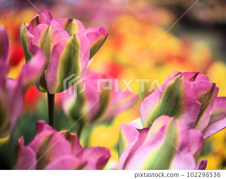 四月盛開的粉色鬱金香花 102298536