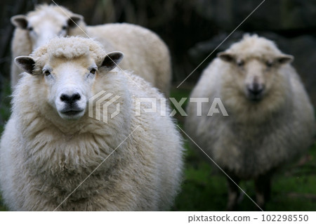 sheep in rural farm southland new zealand 102298550