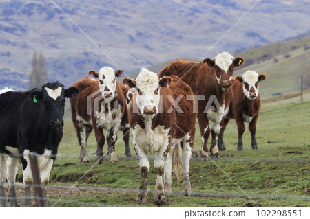 livestock in rural farm southland new zealand livestock in rural farm southland new zealand 102298551