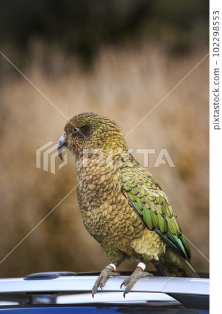 kea bird perching on tourist car roof at tourist attaction point  southland new zealand 102298553