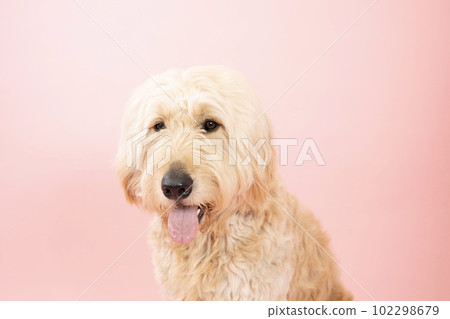 Goldendoodle sitting with a pink back and a smile Goldendoodle sitting with a pink back and a smile 102298679
